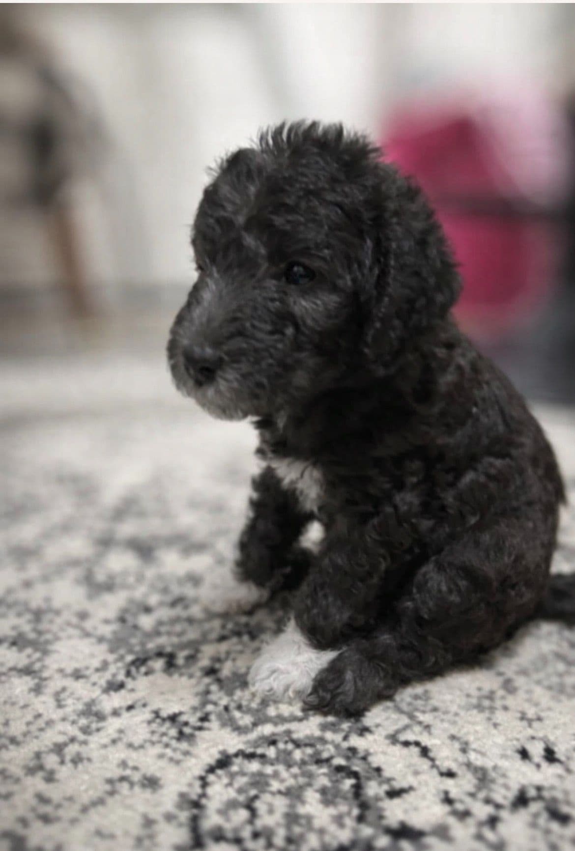Bedlington Terrier Puppies breeder image 7