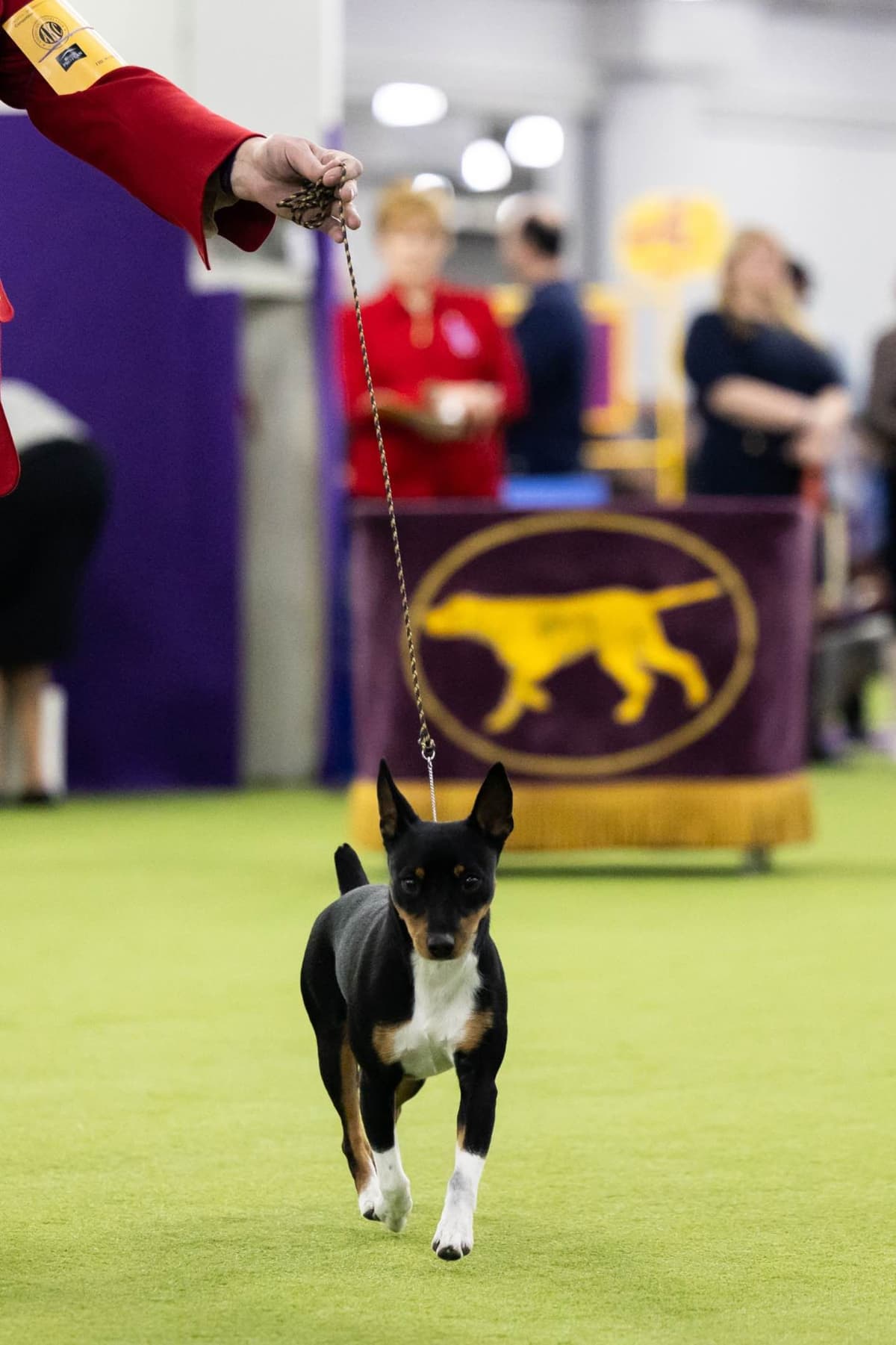 Rat Terrier Puppies breeder image 4