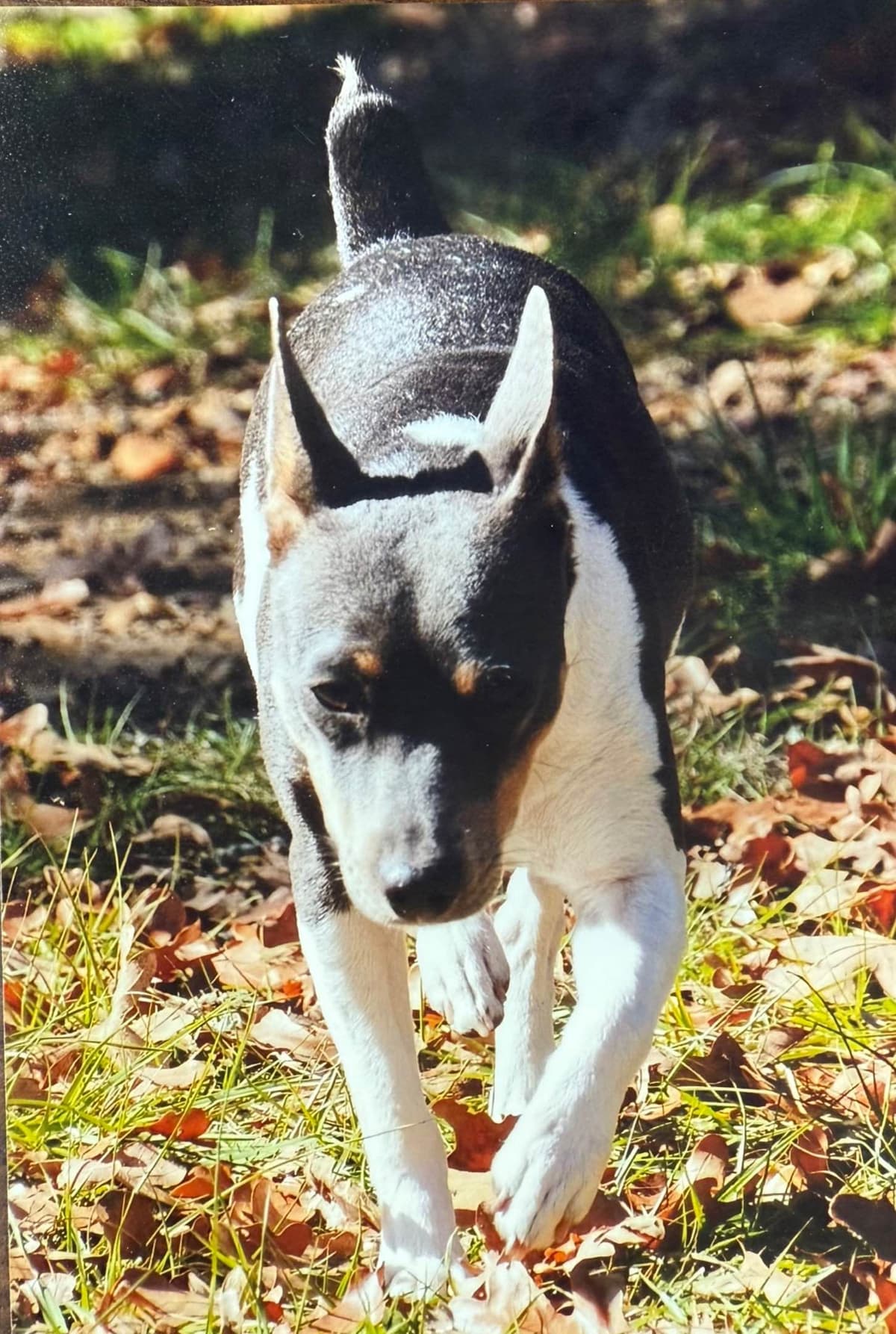 Rat Terrier Puppies breeder image 16