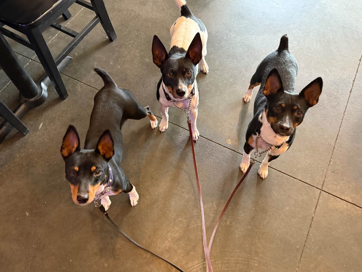 Rat Terrier Puppies breeder image 14