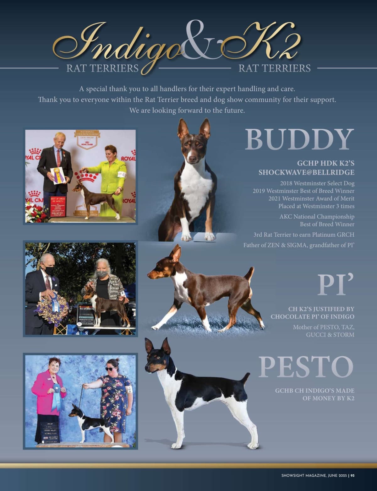 Rat Terrier Puppies breeder image 7