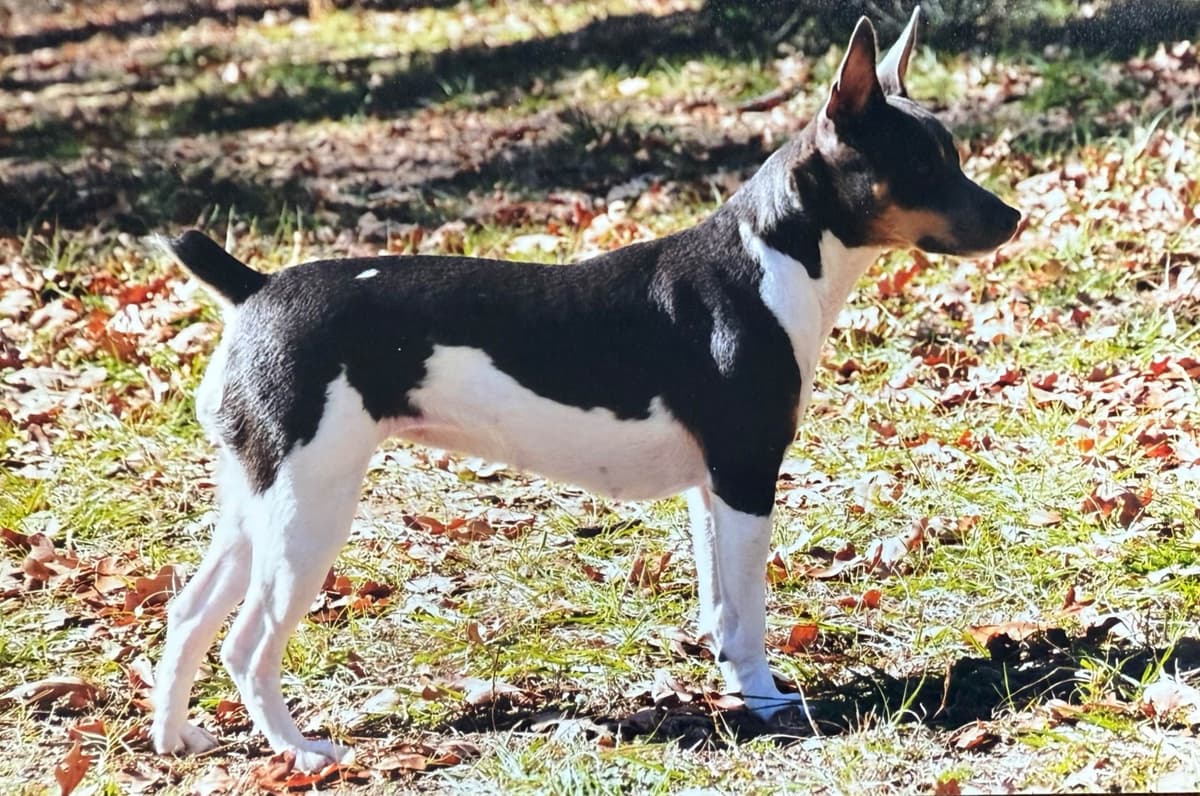 Rat Terrier Puppies breeder image 15