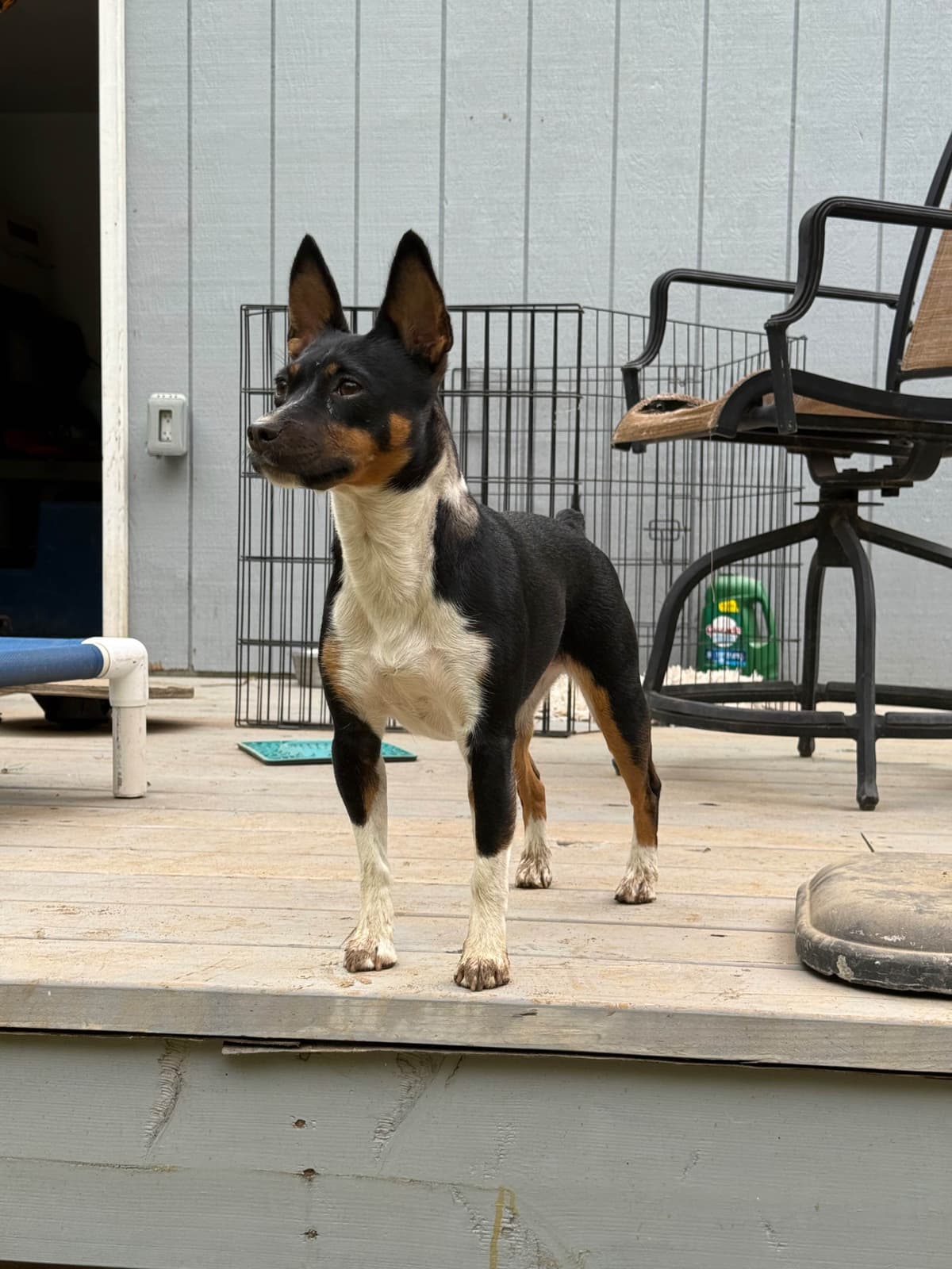 Rat Terrier Puppies breeder image 18