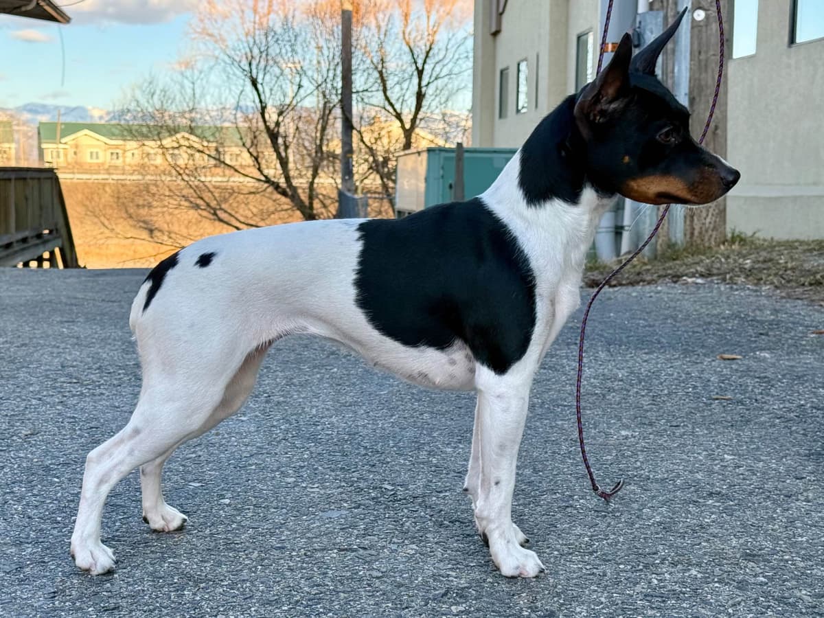 Rat Terrier Puppies breeder image 19