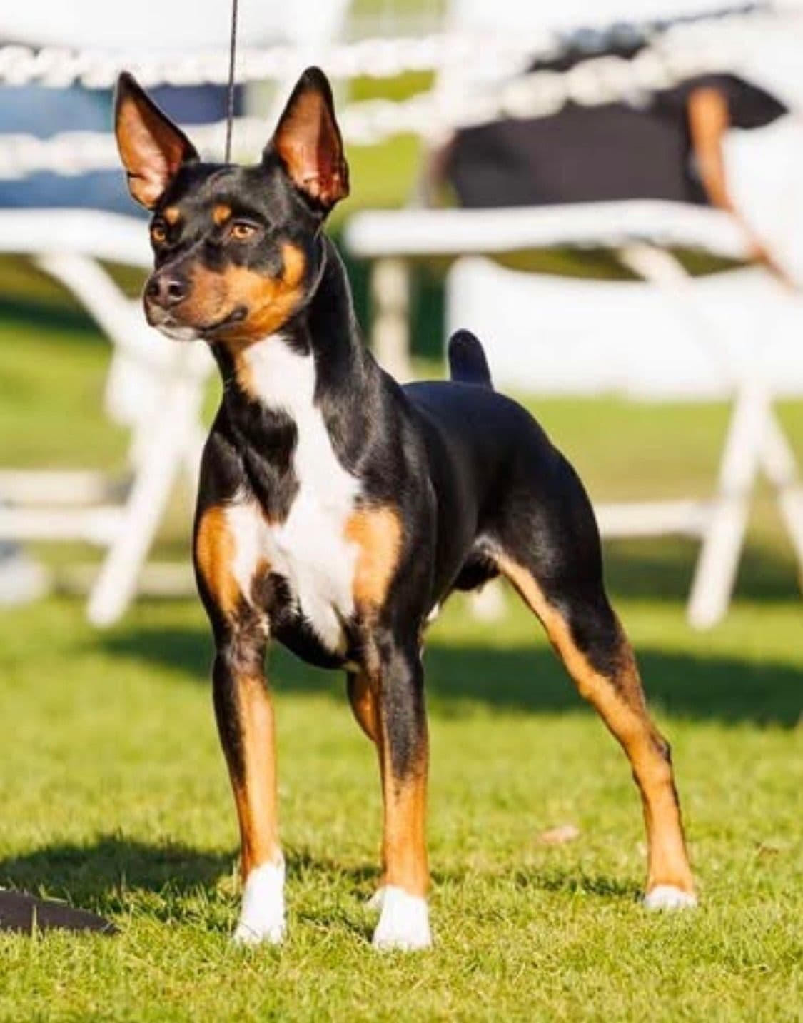 Rat Terrier Puppies breeder image 23