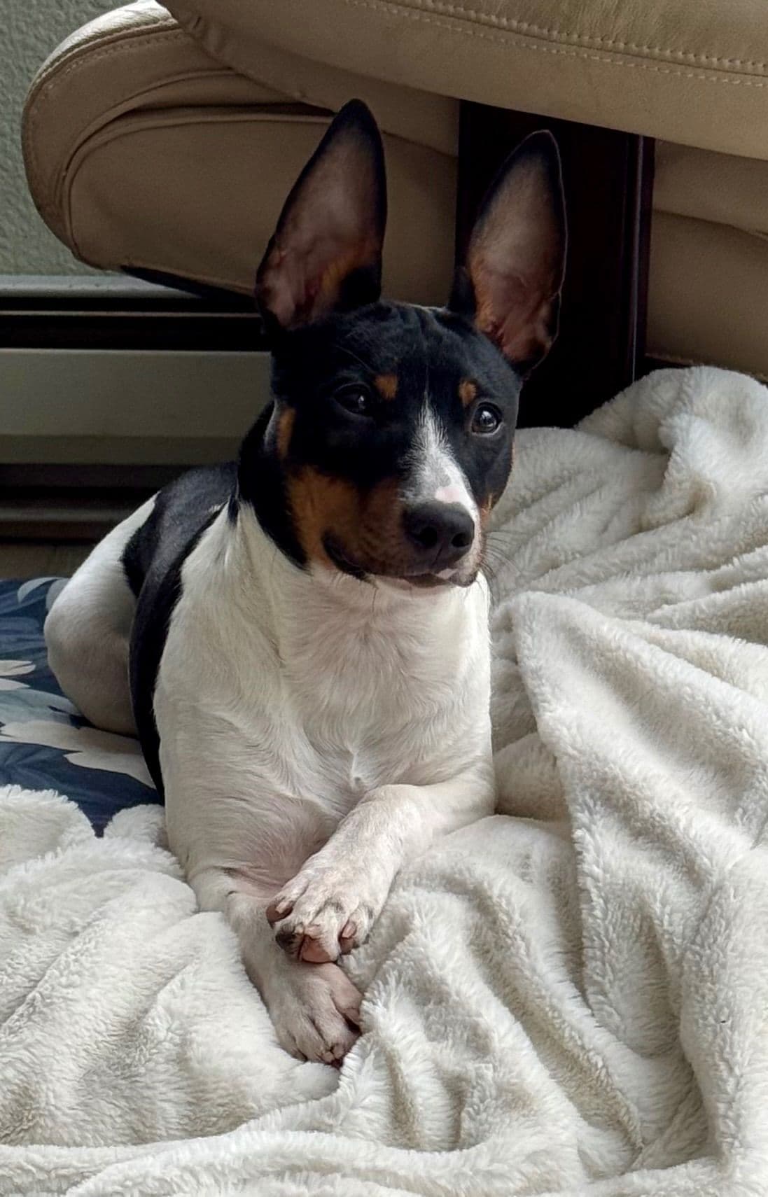 Rat Terrier Puppies breeder image 26