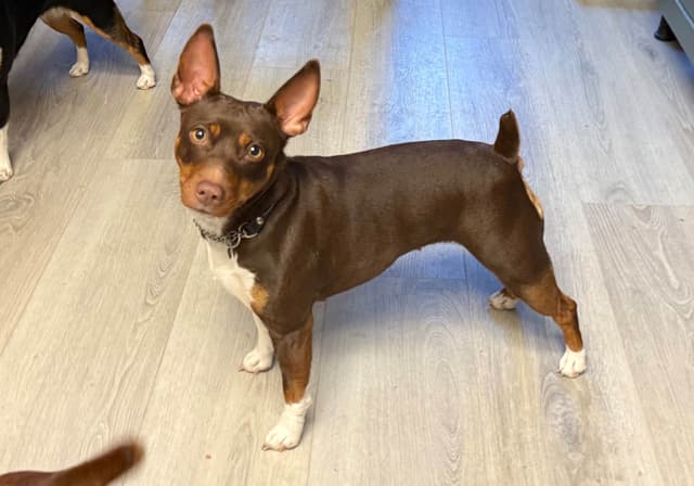 Rat Terrier Puppies media 8