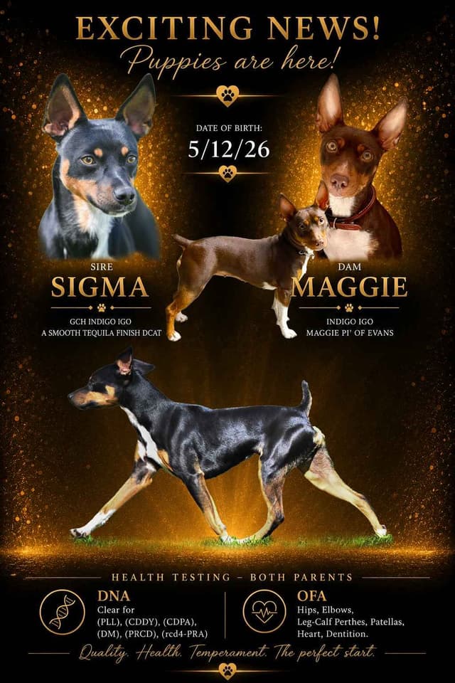 Rat Terrier Puppies media 6