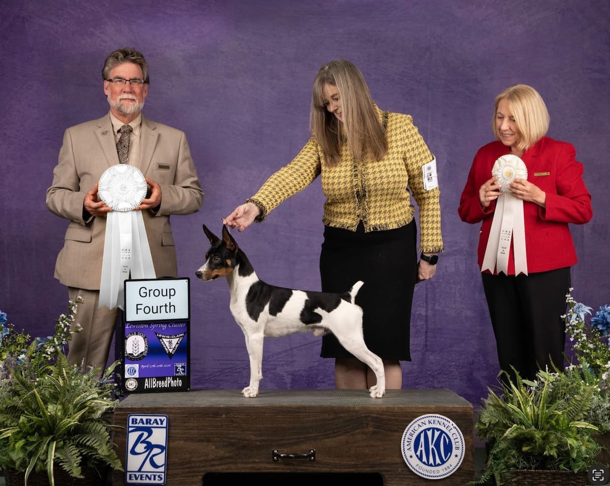 Rat Terrier Puppies breeder image 1