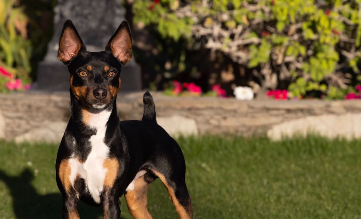 Rat Terrier Puppies breeder image 20