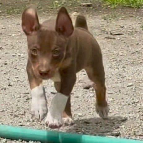 Rat Terrier Puppies media 2