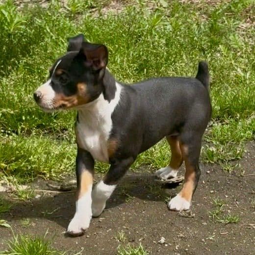 Rat Terrier Puppies media 4