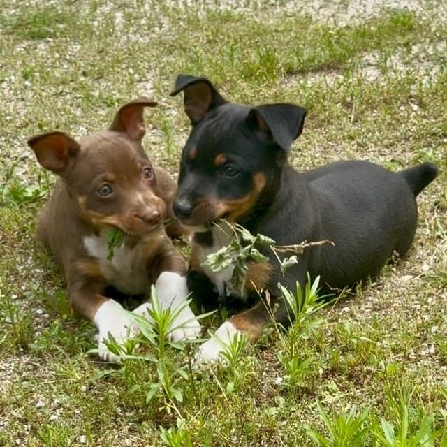 Rat Terrier Puppies media 16
