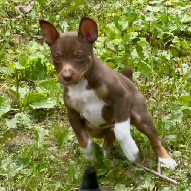 Rat Terrier Puppies media 15