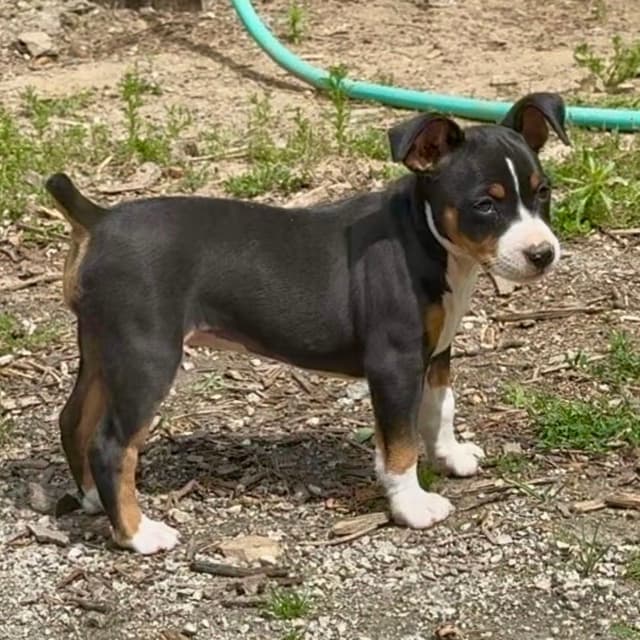 Rat Terrier Puppies media 18