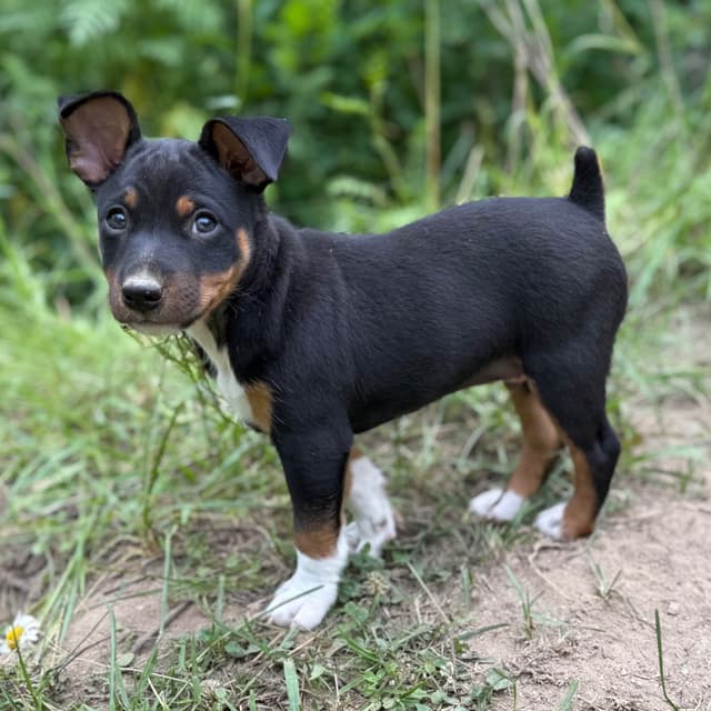Rat Terrier Puppies media 20