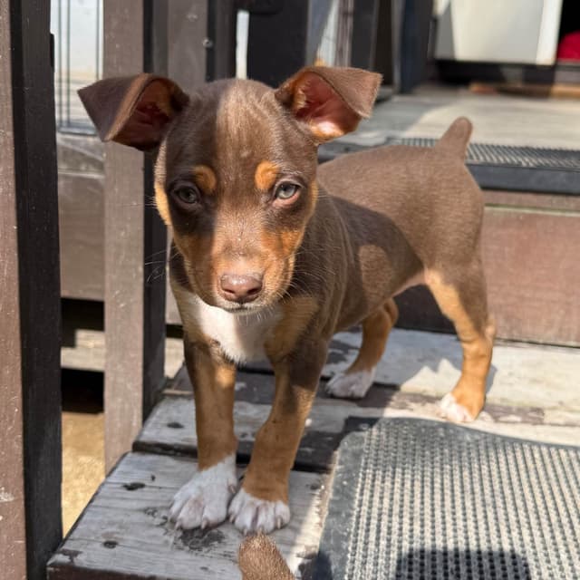 Rat Terrier Puppies media 22