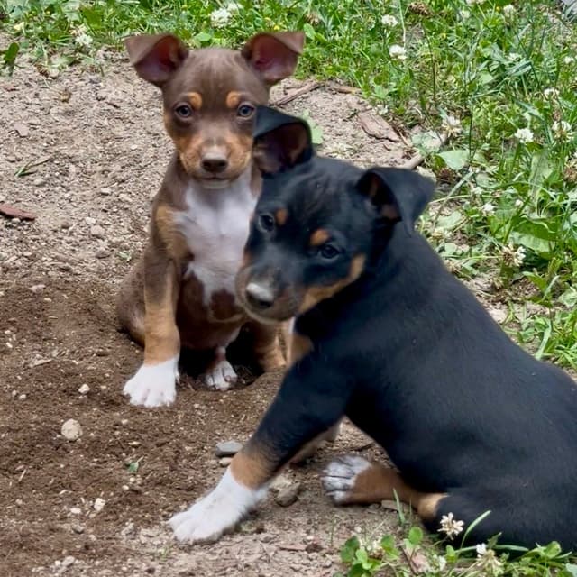 Rat Terrier Puppies media 23
