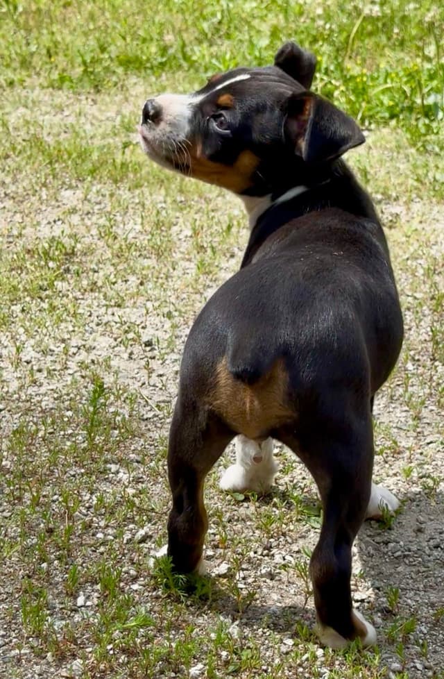 Rat Terrier Puppies media 24