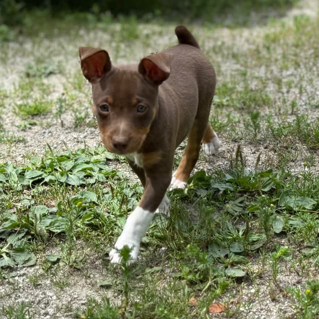 Rat Terrier Puppies media 25