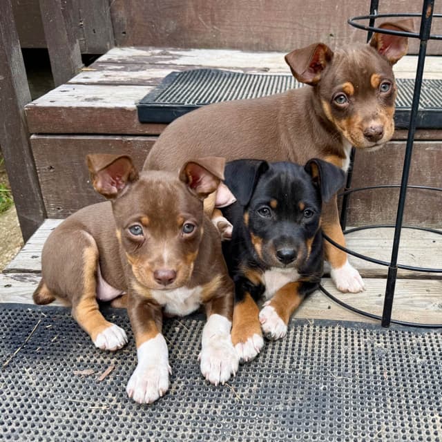 Rat Terrier Puppies media 26