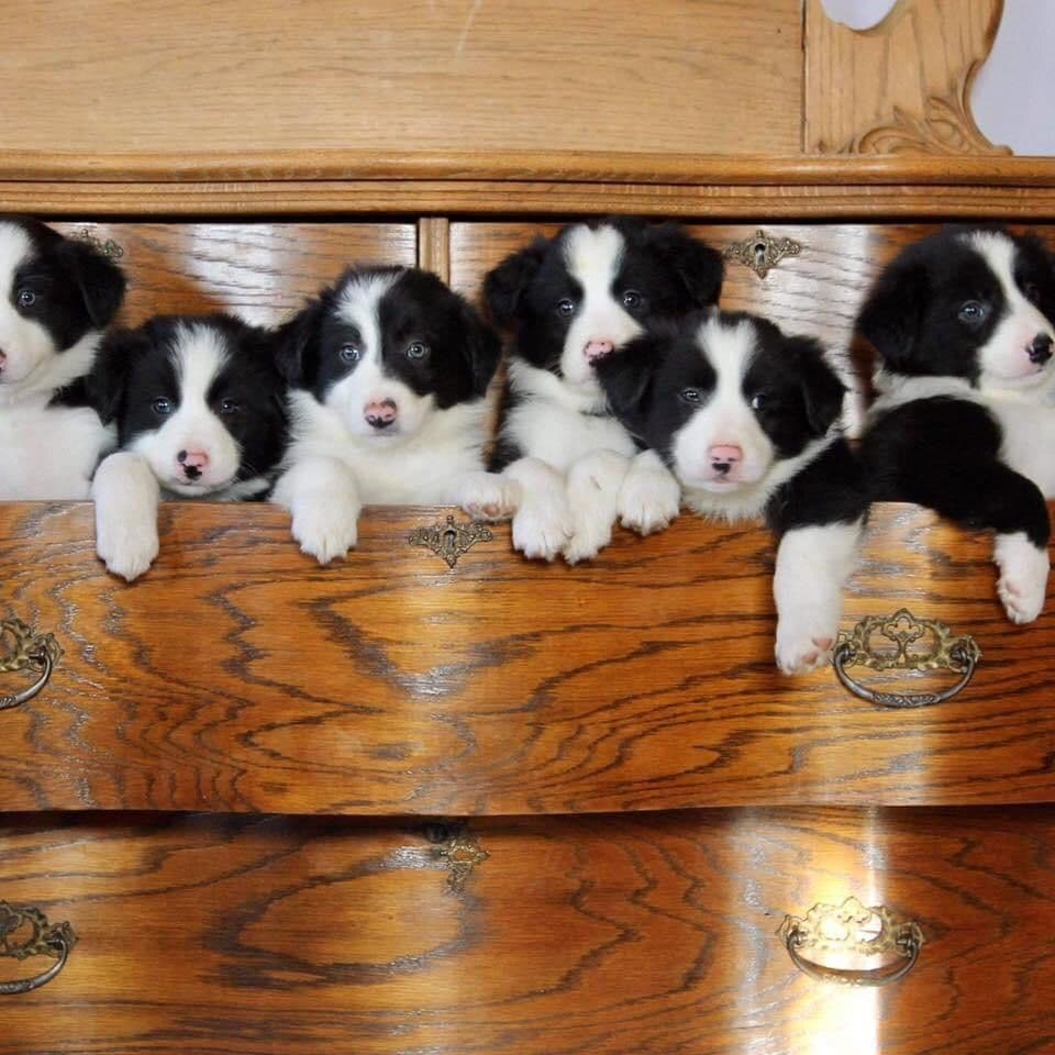 Border Collie Puppies breeder image 3