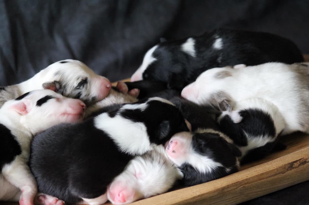 Border Collie Puppies breeder image 2