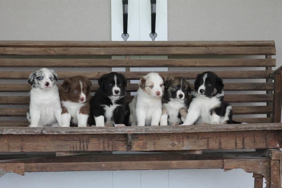 Border Collie Puppies breeder image 4