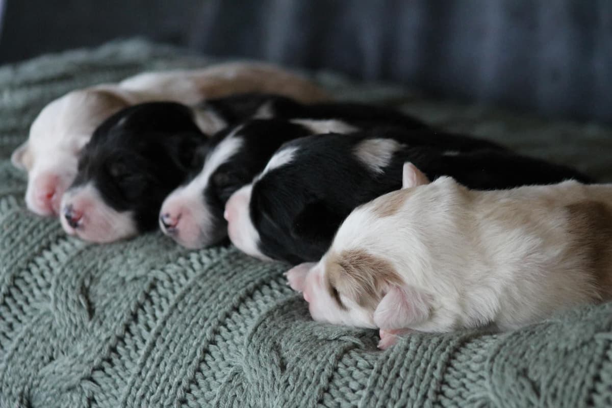 Border Collie Puppies breeder image 1