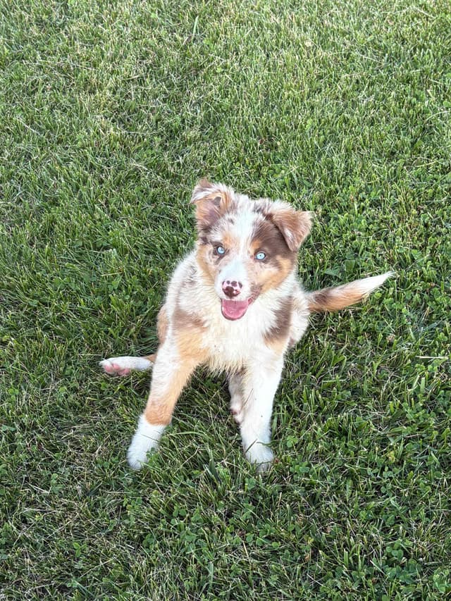 Border Collie Puppies media 2