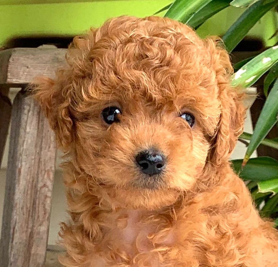 Beautiful❤️🐾Havanese Puppies🐾Call 717-824-1336 breeder image 5