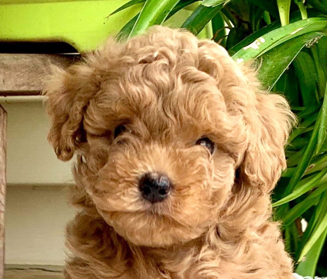 Beautiful❤️🐾Havanese Puppies🐾Call 717-824-1336 breeder image 3