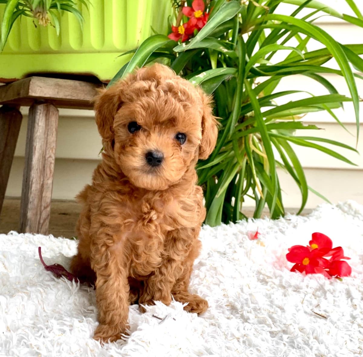 Beautiful❤️🐾Havanese Puppies🐾Call 717-824-1336 breeder image 2