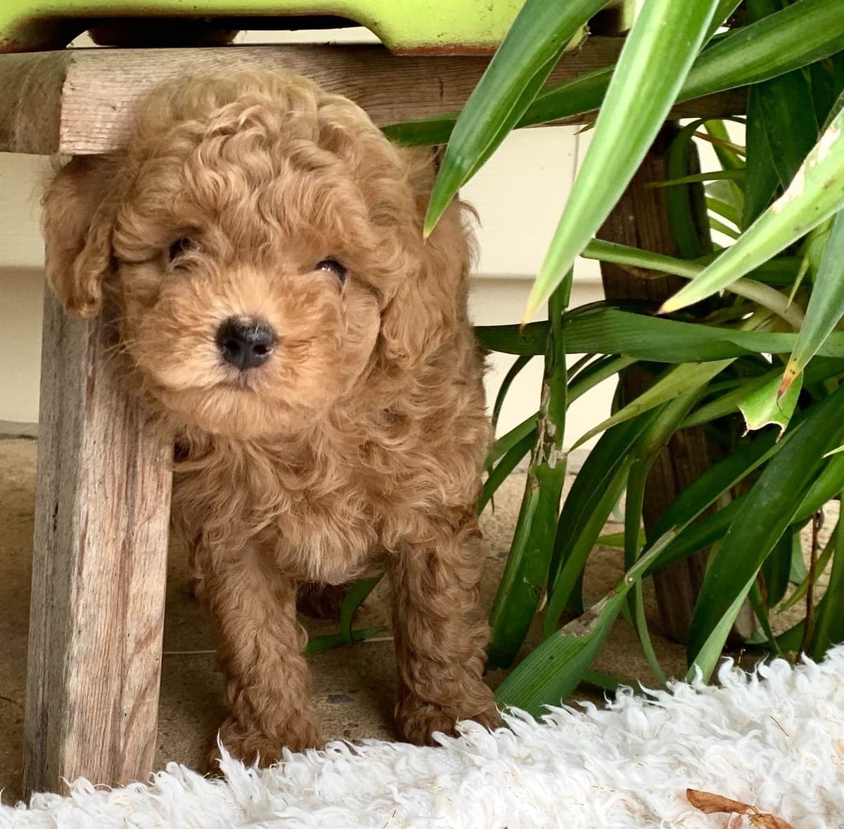 Beautiful❤️🐾Havanese Puppies🐾Call 717-824-1336 breeder image 4