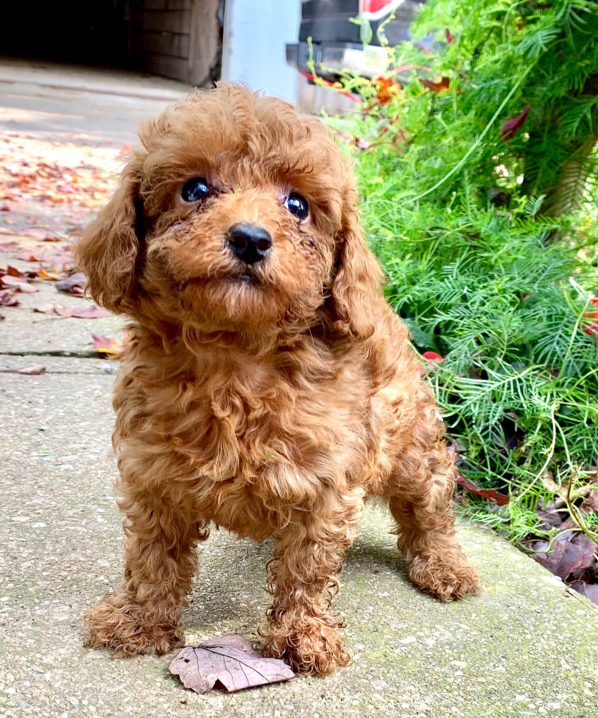 Beautiful❤️🐾Havanese Puppies🐾Call 717-824-1336 breeder image 7