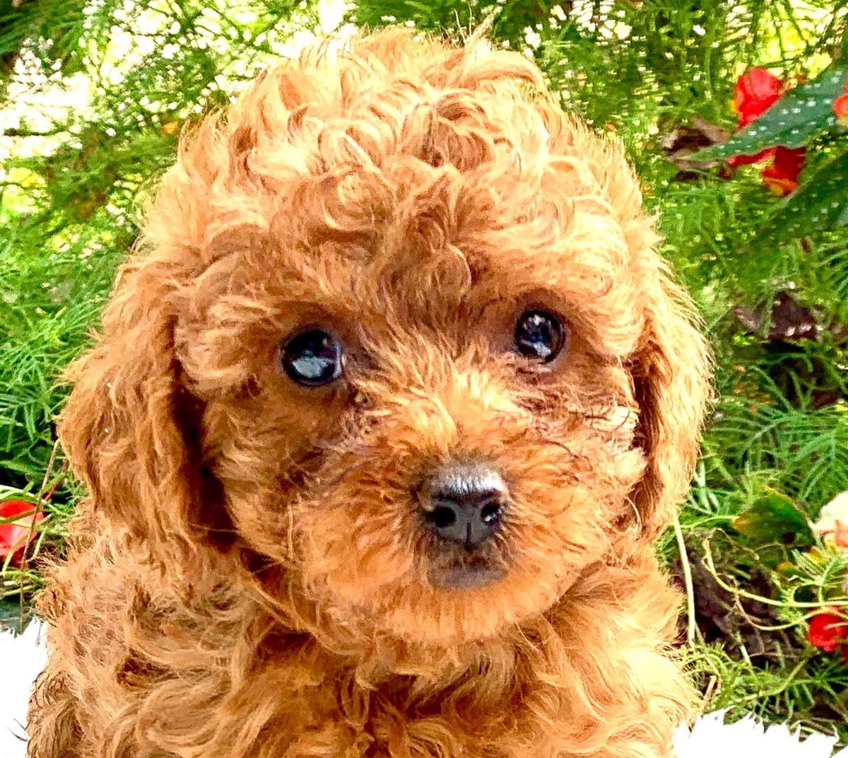 Beautiful❤️🐾Havanese Puppies🐾Call 717-824-1336 breeder image 11