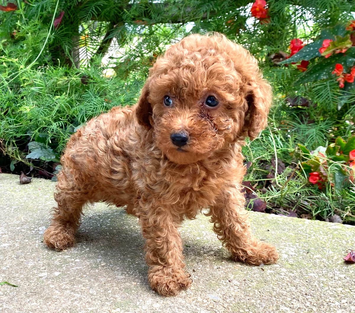 Beautiful❤️🐾Havanese Puppies🐾Call 717-824-1336 breeder image 12