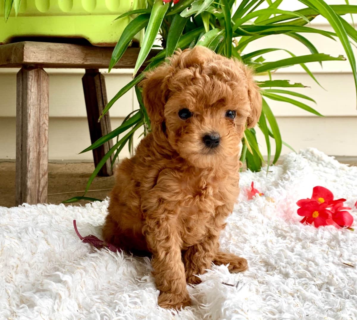 Beautiful❤️🐾Havanese Puppies🐾Call 717-824-1336 breeder image 6