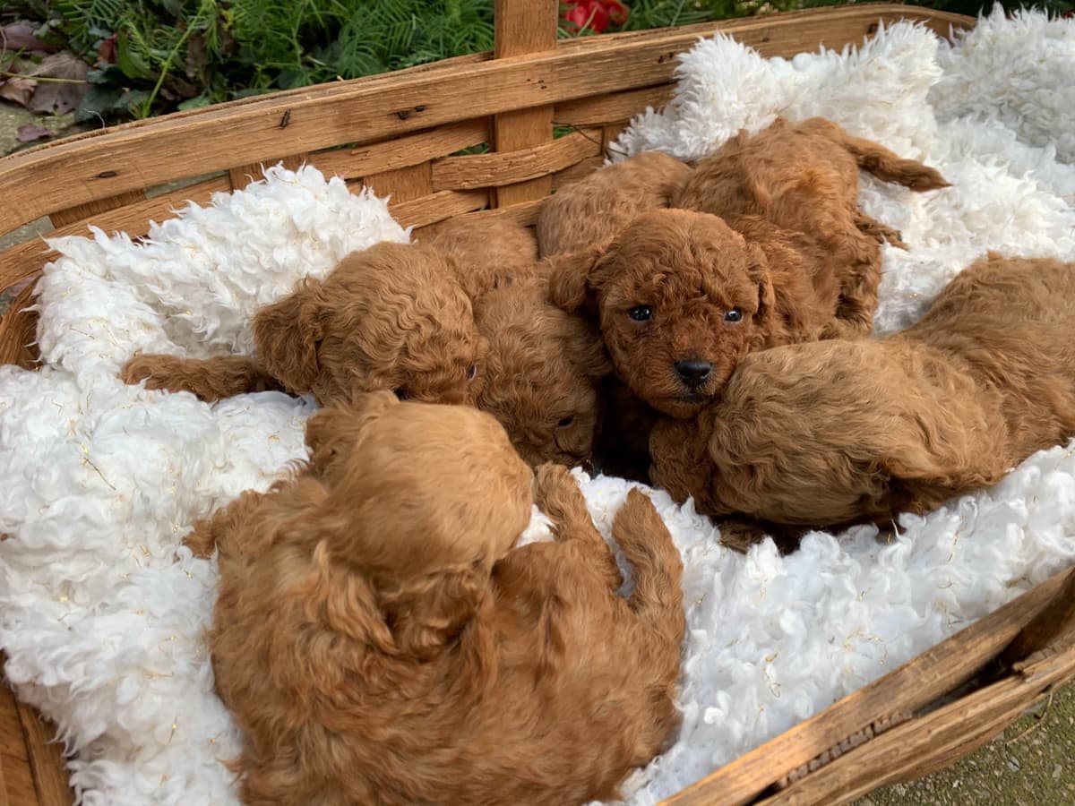 Beautiful❤️🐾Havanese Puppies🐾Call 717-824-1336 breeder image 9