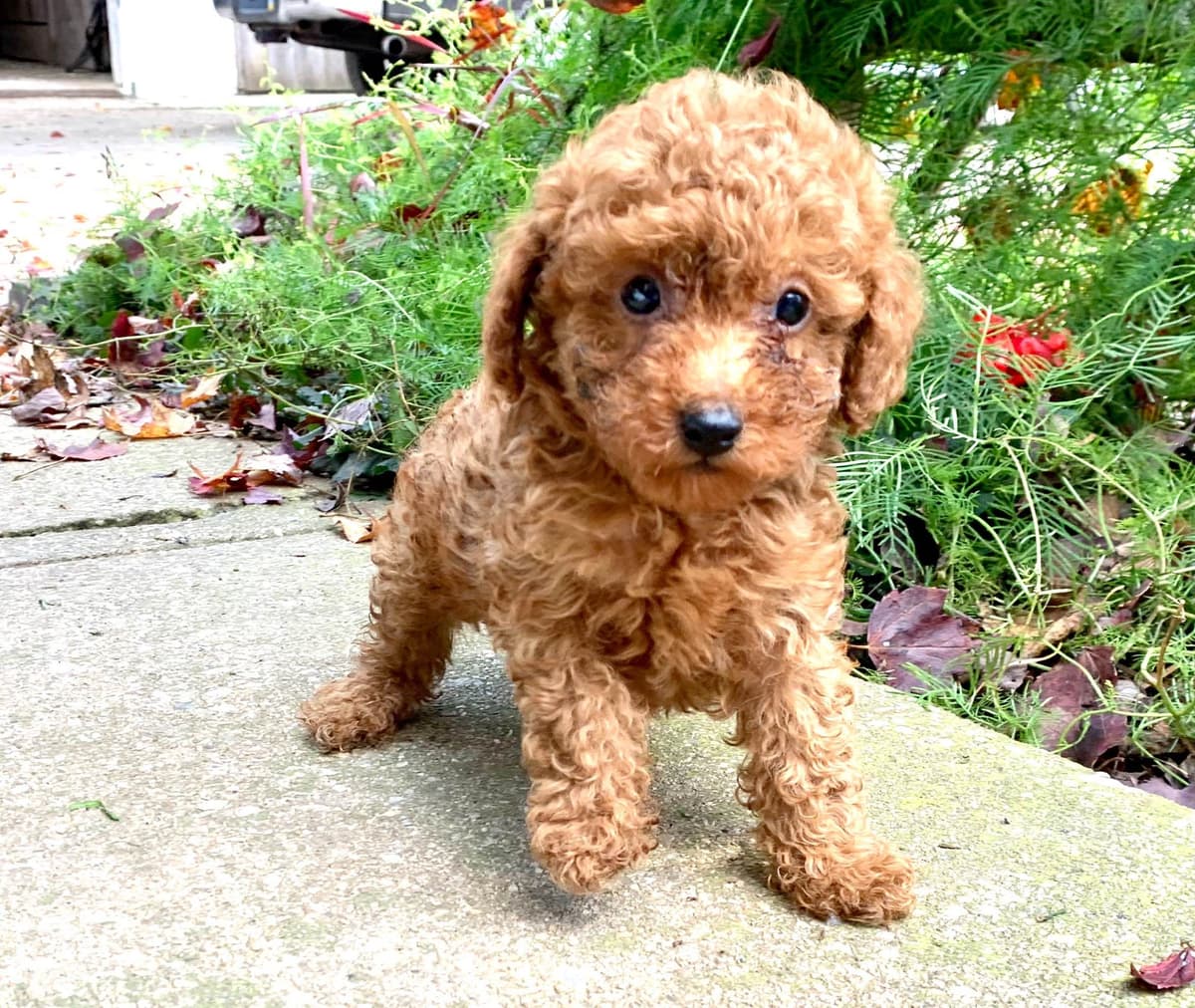 Beautiful❤️🐾Havanese Puppies🐾Call 717-824-1336 breeder image 14