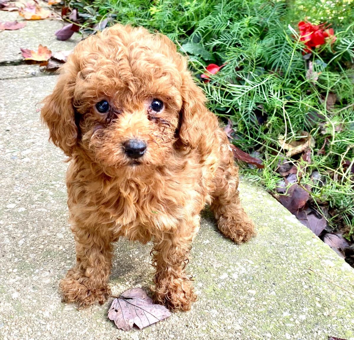 Beautiful❤️🐾Havanese Puppies🐾Call 717-824-1336 breeder image 13