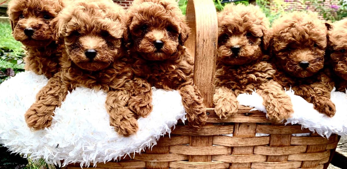 Beautiful❤️🐾Havanese Puppies🐾Call 717-824-1336 breeder image 16