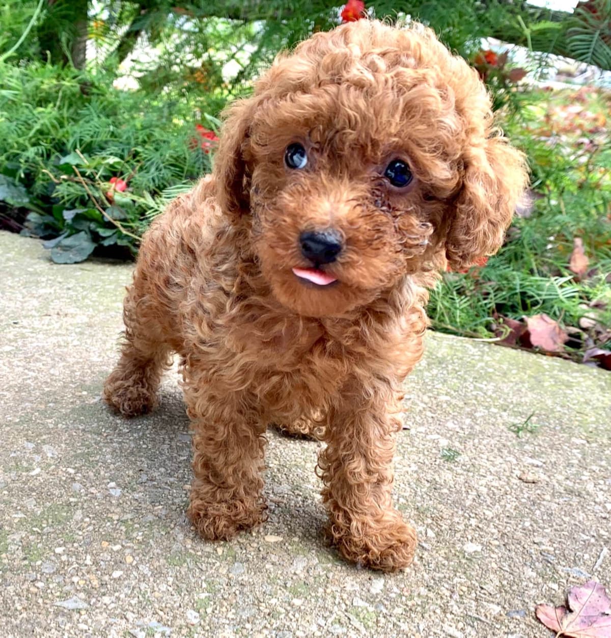 Beautiful❤️🐾Havanese Puppies🐾Call 717-824-1336 breeder image 15
