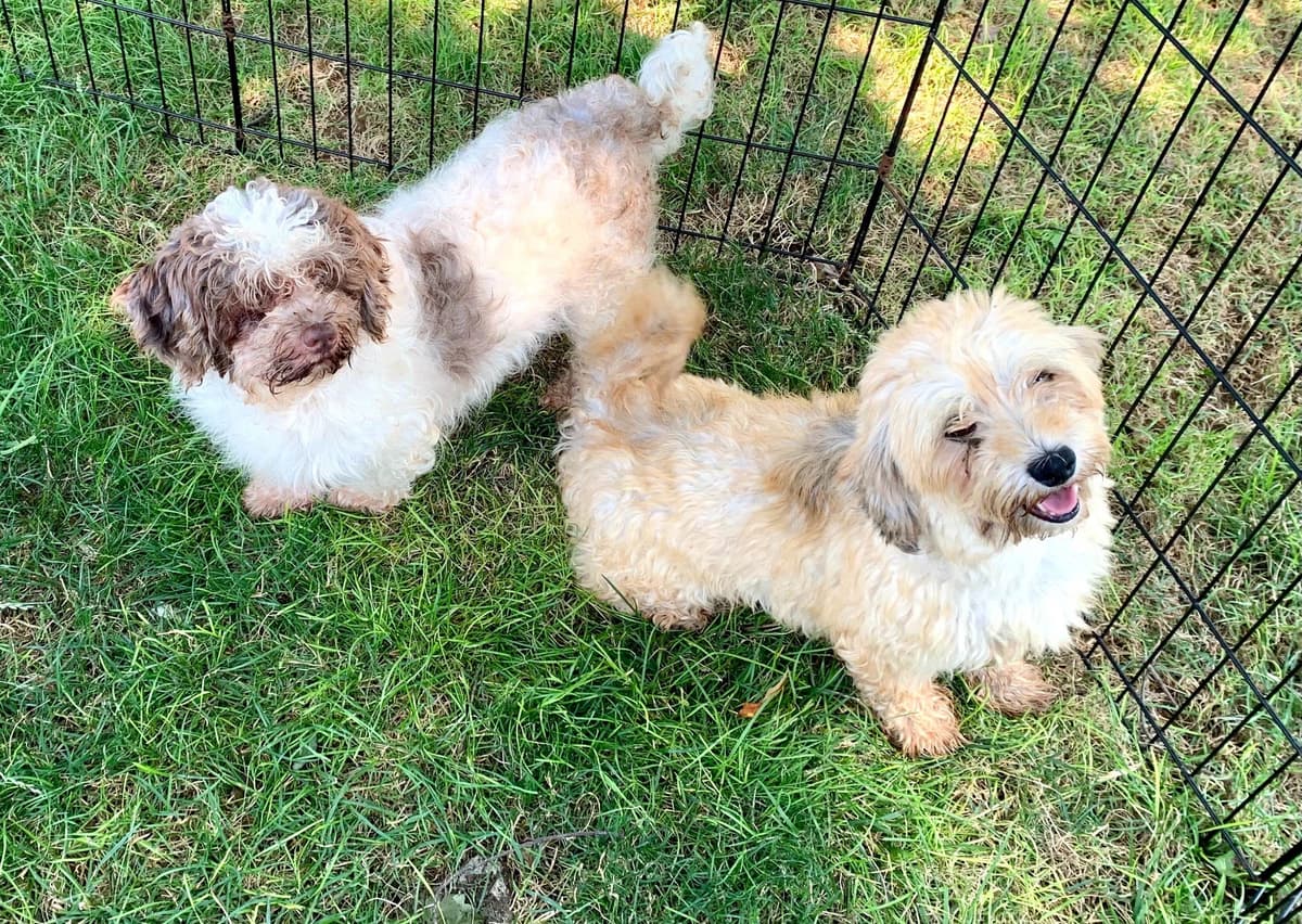 Beautiful❤️🐾Havanese Puppies🐾Call 717-824-1336 breeder image 18