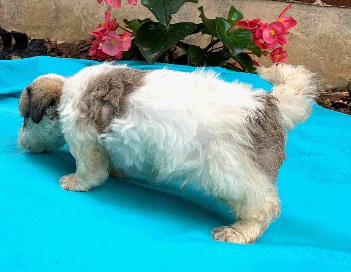Beautiful❤️🐾Havanese Puppies🐾Call 717-824-1336 breeder image 19