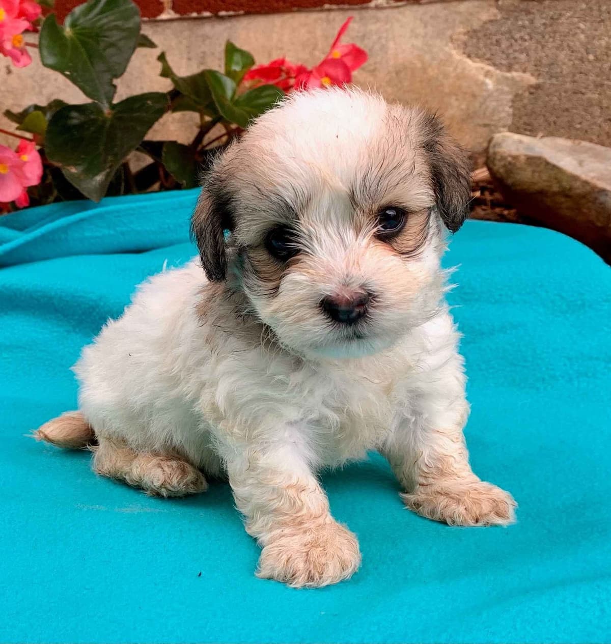 Beautiful❤️🐾Havanese Puppies🐾Call 717-824-1336 breeder image 21