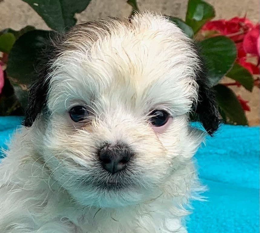 Beautiful❤️🐾Havanese Puppies🐾Call 717-824-1336 breeder image 20