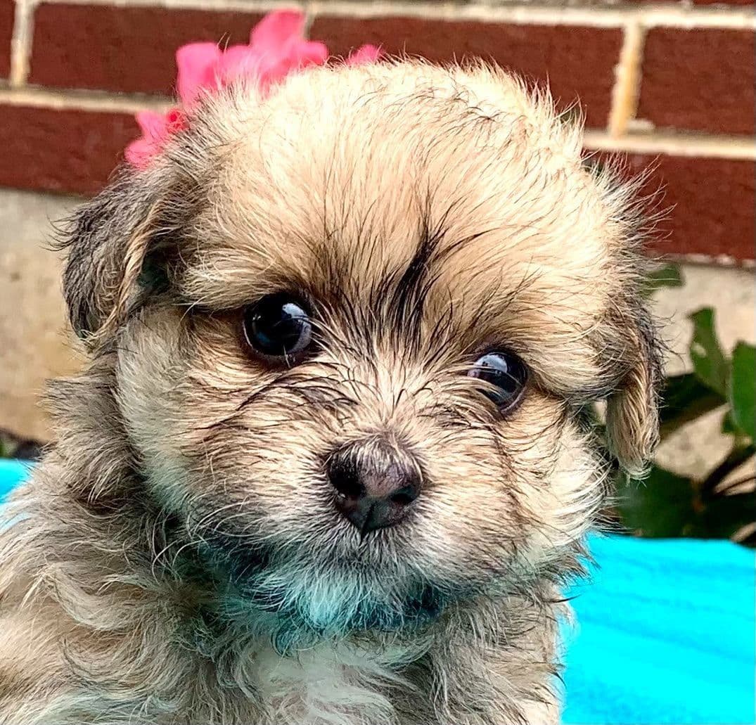 Beautiful❤️🐾Havanese Puppies🐾Call 717-824-1336 breeder image 22