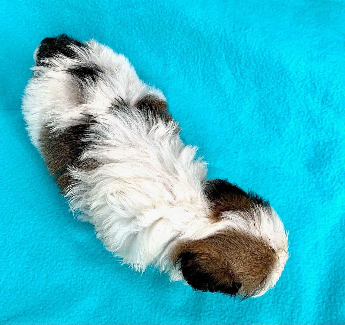 Beautiful❤️🐾Havanese Puppies🐾Call 717-824-1336 breeder image 25