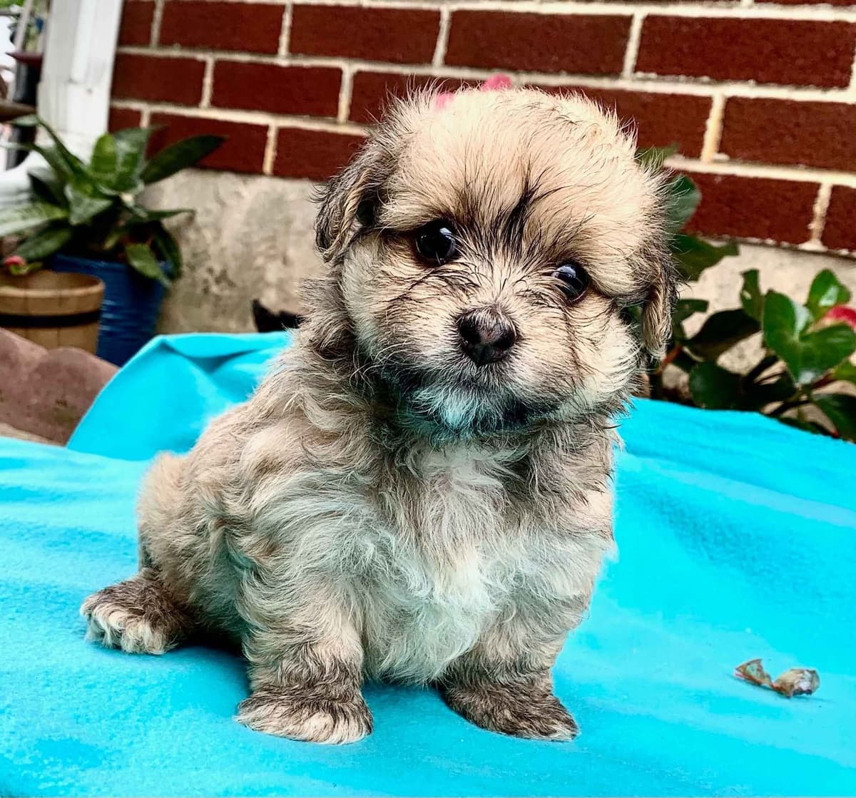 Beautiful❤️🐾Havanese Puppies🐾Call 717-824-1336 breeder image 24